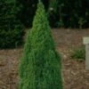 Picea Glauca Laurin - Epinette Blanche -Boutique D'arbustes Picea glauca Laurin 0690002 1