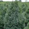 Epinette Blanche - Picea Glauca Sander's Blue -Boutique D'arbustes Picea glauca Sander s Blue 0692002 1