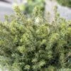 Epicea De Serbie - Picea Omorika Karel -Boutique D'arbustes Picea omorika Karel 0699002 1