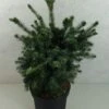 Epicea De Serbie - Picea Omorika Wodan -Boutique D'arbustes Picea omorika Wodan 703002 1