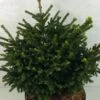Picea Orientalis Barnes - Sapinette D'Orient 2 Picea Orientalis Barnes - Sapinette D'Orient -Boutique D'arbustes Picea orientalis Barnes 704002 1