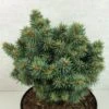 Picea Pungens Brynek - Epicea Bleu -Boutique D'arbustes Picea pungens Brynek 709002 1