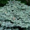 Epicea Bleu - Picea Pungens Glauca Globosa -Boutique D'arbustes Picea pungens Glauca Globosa 0710002 1