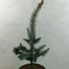 Picea Pungens Iseli Foxtail - Epicea Bleu -Boutique D'arbustes Picea pungens Iseli Foxtail 712002 1
