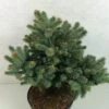 Epicea Bleu - Picea Pungens Thuem -Boutique D'arbustes Picea pungens Thuem 716002 1