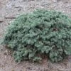 Epicea Bleu - Picea Pungens Waldbrunn -Boutique D'arbustes Picea pungens Waldbrunn 0717002 1