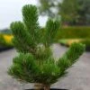 Pin Noir - Pinus Nigra Oregon Green -Boutique D'arbustes Pin noir Pinus nigra Oregon Green IF 1001662 1