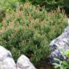 Pinus Mugo Mops - Pin De Montagne -Boutique D'arbustes Pinus mugo Mops 0730002 1 1
