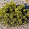 Pinus Mugo Pumilio - Pin De Montagne -Boutique D'arbustes Pinus mugo pumilio 0732002 1
