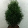 Pinus Nigra Green Tower - Pin Noir -Boutique D'arbustes Pinus nigra Green Tower 733002 1