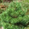 Pin Noir Nain - Pinus Nigra Nana -Boutique D'arbustes Pinus nigra Nana 1002772 1
