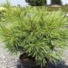 Pinus Strobus Minima - Pin De Weymouth -Boutique D'arbustes Pinus strobus Minima 88965 1