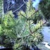 Pin Sylvestre Nain - Pinus Sylvestris Doone Valley -Boutique D'arbustes Pinus sylvestris Doone Valley 0751002 1