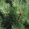 Pinus Sylvestris Watereri - Pin Sylvestre -Boutique D'arbustes Pinus sylvestris Watereri 84210 1