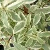 Pittosporum Eugenoides Variegatum 1 Pittosporum Eugenoides Variegatum -Boutique D'arbustes Pittosporum eugenoides Variegatum Bois citron panache IF 18005 1