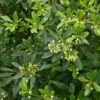 Pittosporum Heterophyllum - Oranger De Chine -Boutique D'arbustes Pittosporum heterophyllum 83439 1
