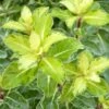 Pittosporum Tenuifolium Gold Star 2 Pittosporum Tenuifolium Gold Star -Boutique D'arbustes Pittosporum tenuifolium Gold Star 100800 1