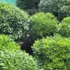 Pittosporum Tobira Nanum -Boutique D'arbustes Pittosporum tobira Nanum 781511 1