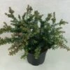 Podocarpus Lawrencii Blue Gem 1 Podocarpus Lawrencii Blue Gem -Boutique D'arbustes Podocarpus lawrencii Blue Gem 755002 1