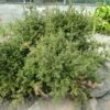 Podocarpus Des Neiges - Podocarpus Nivalis -Boutique D'arbustes Podocarpus nivalis 0757002 1