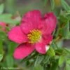 Potentilla Fruticosa Bellissima - Potentille Arbustive -Boutique D'arbustes Potentilla fruticosa Bellissima 84463 1