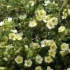 Potentille Arbustive - Potentilla Fruticosa Creamissima -Boutique D'arbustes Potentilla fruticosa Creamissima V 1008051 1