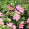 Potentilla Fruticosa Lovely Pink- Potentille Arbustive -Boutique D'arbustes Potentilla fruticosa Lovely Pink 84214 1