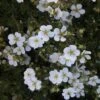 Potentilla Fruticosa White Lady - Potentille Arbustive -Boutique D'arbustes Potentilla fruticosa White Lady 84215 1