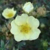 Potentilla Fruticosa Primrose Beauty - Potentille Arbustive -Boutique D'arbustes Potentille Fruticosa Primrose Beauty 7591 1