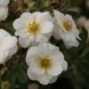 Potentilla Fruticosa Creme Brulée- Potentille Arbustive -Boutique D'arbustes Potentille arbustive Creme brulee 82553 1