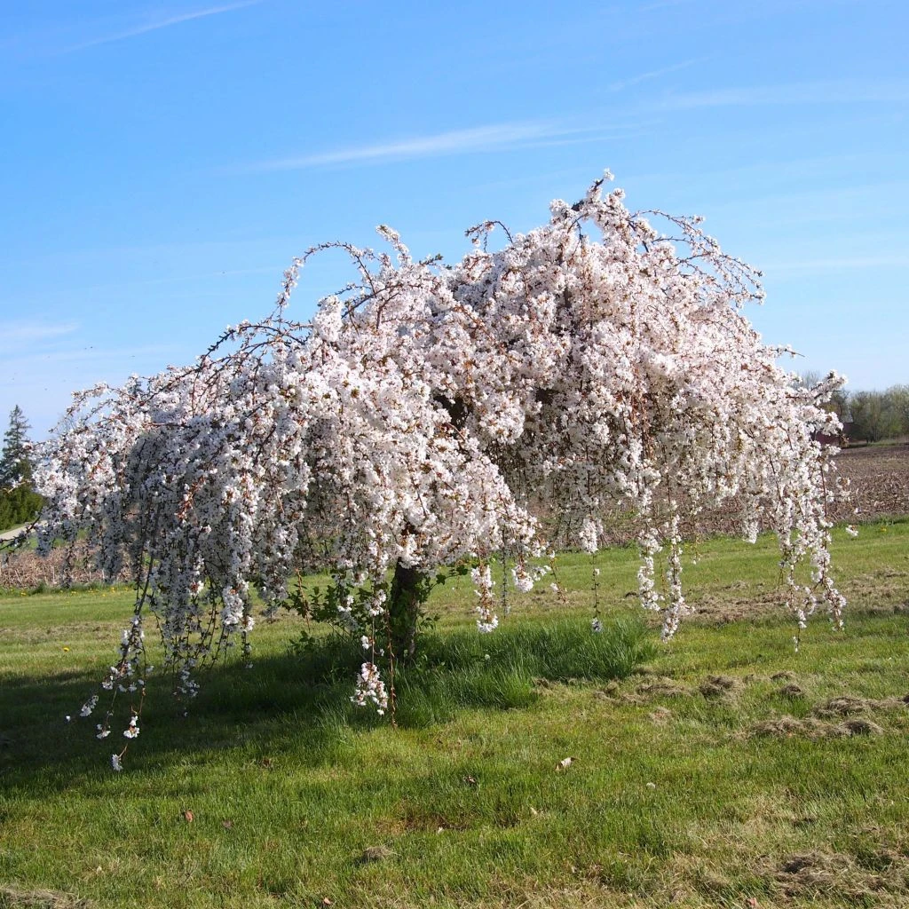 Cerisier à Fleurs - Prunus Snow Fountains 3 Cerisier à Fleurs - Prunus Snow Fountains