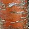 Prunus Maackii Amber Beauty - Cerisier De Mandchourie -Boutique D'arbustes Prunus maackii Amber Beauty 87317 1