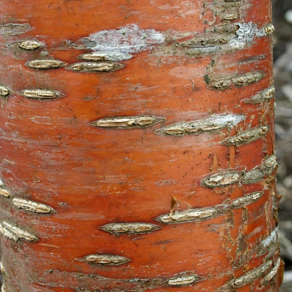 Prunus Maackii Amber Beauty - Cerisier De Mandchourie 3 Prunus Maackii Amber Beauty - Cerisier De Mandchourie