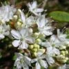 Cerisier Nain Rampant - Prunus Pumila Depressa -Boutique D'arbustes Prunus pumila Depressa 84229 1