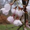 Cerisier à Fleurs Pleureur - Prunus Yedoensis Shidare Yoshino -Boutique D'arbustes Prunus yedoensis Shidare Yoshino 84239 1