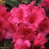 Rhododendron Anna Rose Whitney - Grand Rhododendron -Boutique D'arbustes Rhododendron Anna Rose Whitney 84280 1