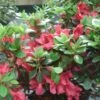 Azalée Du Japon Johanna - Rhododendron Hybride -Boutique D'arbustes Rhododendron Johanna 781701 1