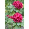 Rhododendron Hybride Moser's Maroon -Boutique D'arbustes Rhododendron Moser s Maroon 89065 1