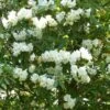 Rhododendron Polar Bear -Boutique D'arbustes Rhododendron Polar Bear 84281 1