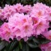 Rhododendron Scintillation -Boutique D'arbustes Rhododendron Scintillation copyright 1008441 1