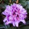 Rhododendron Hybride Kabarett -Boutique D'arbustes Rhododendron hybride Kabarett 85064 1