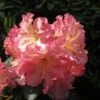 Rhododendron Hybride Naselle -Boutique D'arbustes Rhododendron hybride Naselle 15356 1