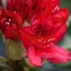 Rhododendron Hybride Red Jack -Boutique D'arbustes Rhododendron hybride Red Jack 84268 1