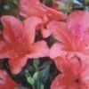 Azalée Du Japon Nakaharai Orange - Azalea Japonica -Boutique D'arbustes Rhododendron nakahara Orange 781702 2
