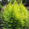 Saule Doré - Salix Sachalinensis Golden Sunshine -Boutique D'arbustes Salix sachalinensis Golden Sunshine 781802 1