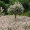 Saule Crevette - Salix Integra Flamingo -Boutique D'arbustes Salix integra Flamingo copyright Plantipp D.Slingerland 1002092 P