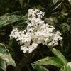 Sureau Noir - Sambucus Nigra Madonna -Boutique D'arbustes Sambucus nigra Madonna 7969 1