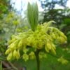 Sassafras Albidum - Laurier Des Iroquois -Boutique D'arbustes Sassafras albidum 81308 2