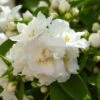 Seringat Blanc - Philadelphus Mrs E.L. Robinson -Boutique D'arbustes Seringat blanc Philadelphus Mrs E L Robinson copyright 1007551 1