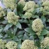 Skimmia Japonica Fragrant Cloud -Boutique D'arbustes Skimmia japonica Fragrant Cloud 87344 1